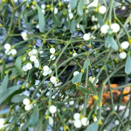 Lesniczowka Nad Jeziorem * Zamordeje