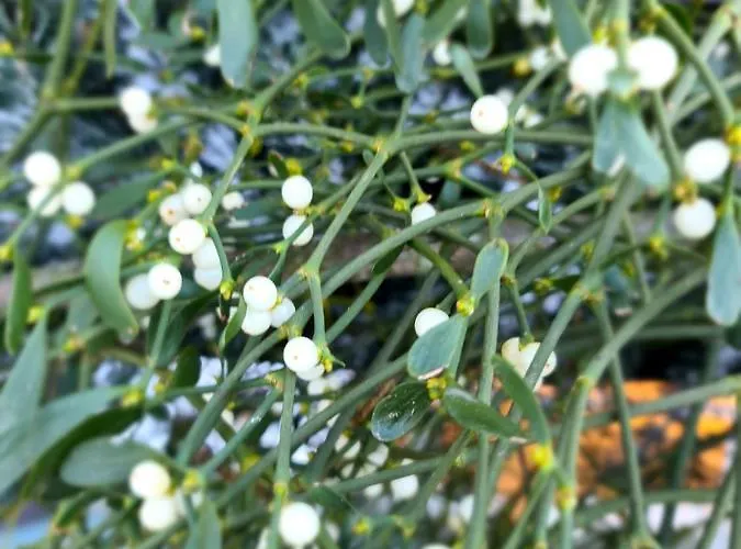 Leśniczówka Nad Jeziorem * Zamordeje